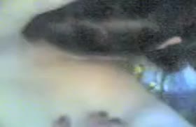 Бабенка отлизала своей подруге перед камерой